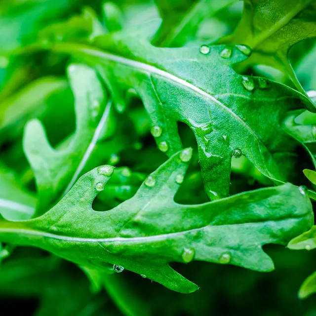 Bakker Roquette Wildfire Wasabi graines sachet piquant