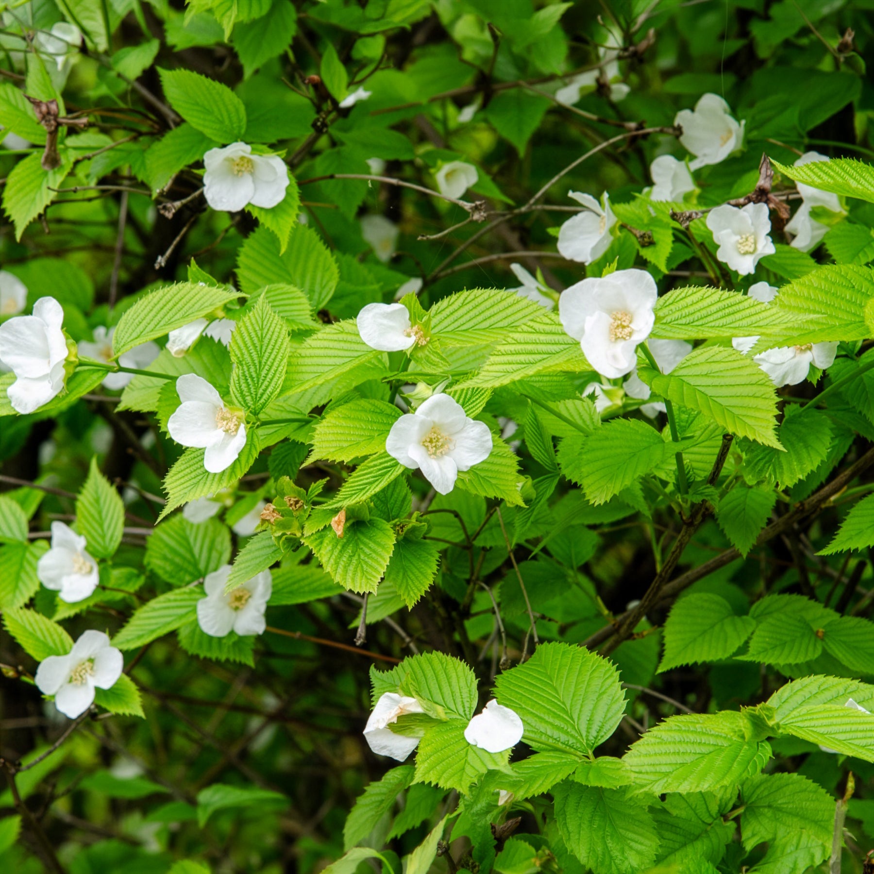 Bakker Rhodotypos arbuste fleuri pot Ø9cm fleurs blanches