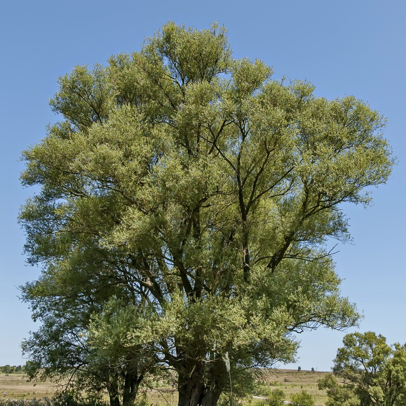 Bakker Arbres Saule blanc Salix alba pot 2L 80-100cm argenté