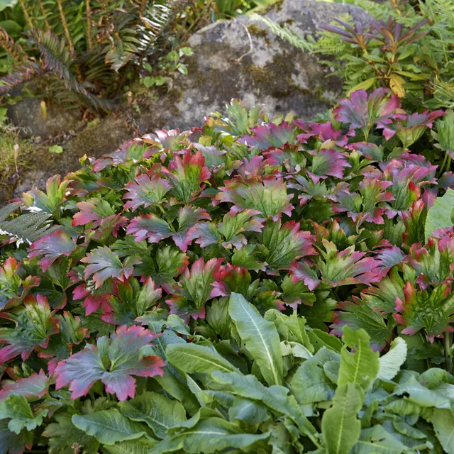 Bakker Lierre de Mandchourie Karasuba vivace pot 9cm feuillage rouge