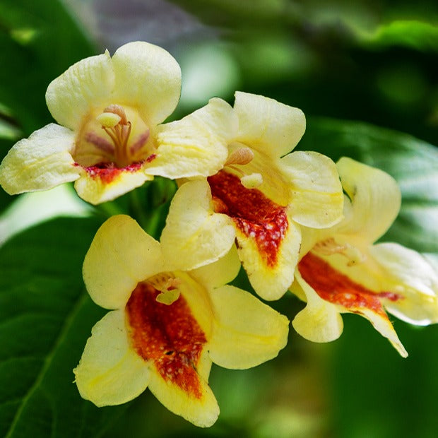 Bakker Weigelia jaune arbuste fleur jaune pot Ø9cm