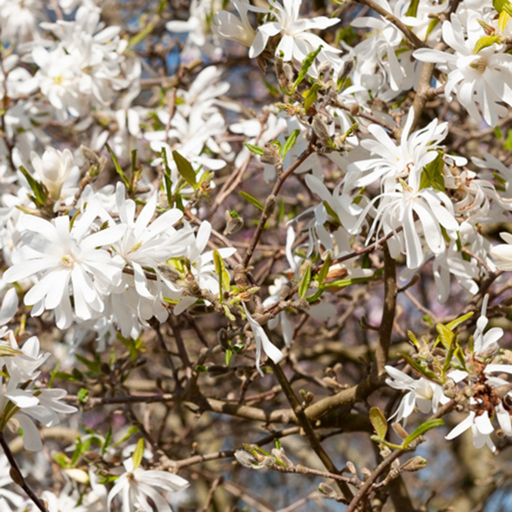 Bakker Magnolia Royal Star arbuste pot 2L 30-40cm blanc