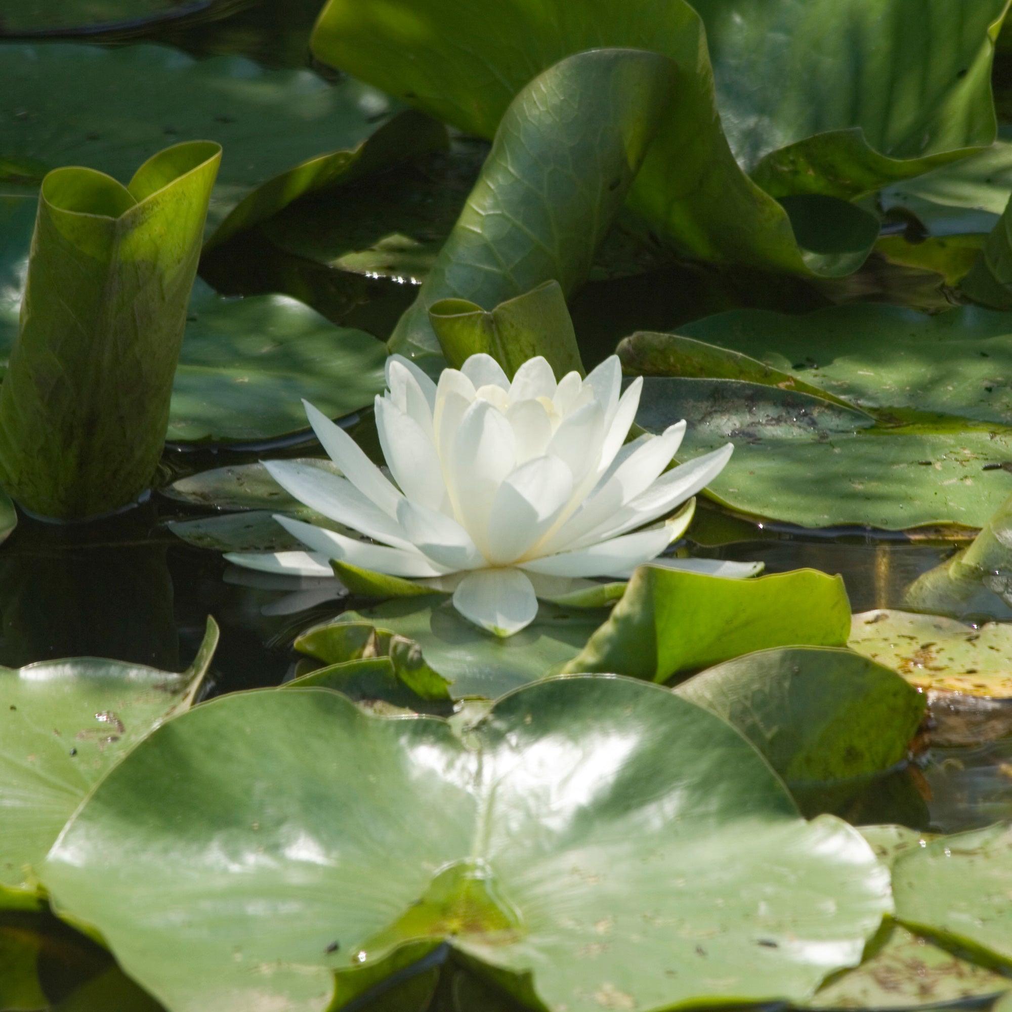 Bakker Nénuphar blanc Nymphaea alba pot Ø9 cm bassin