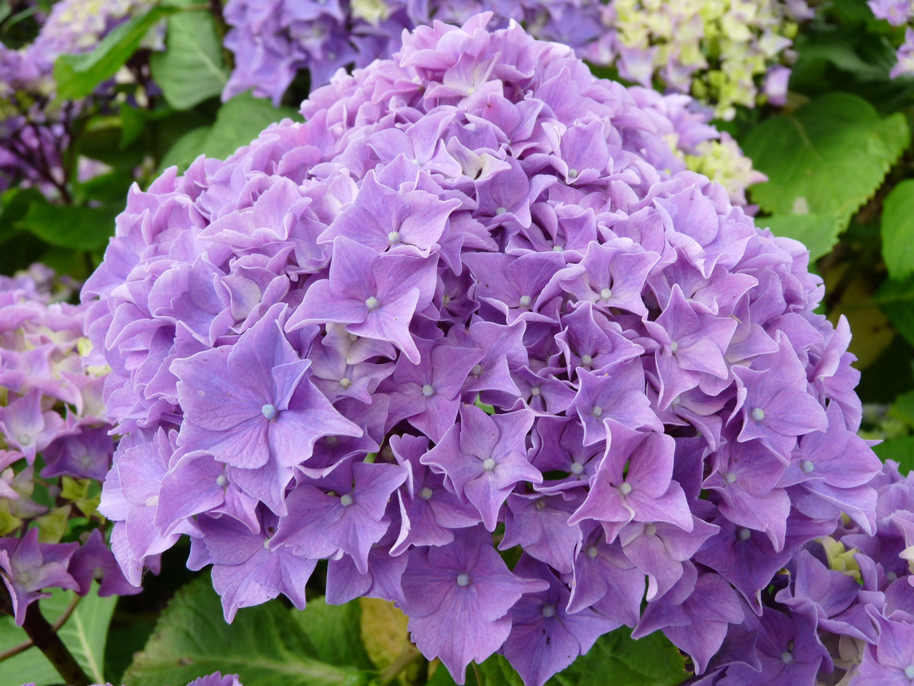 Les Hortensias du Haut Bois Floralia hortensia fleurs rondes godet
