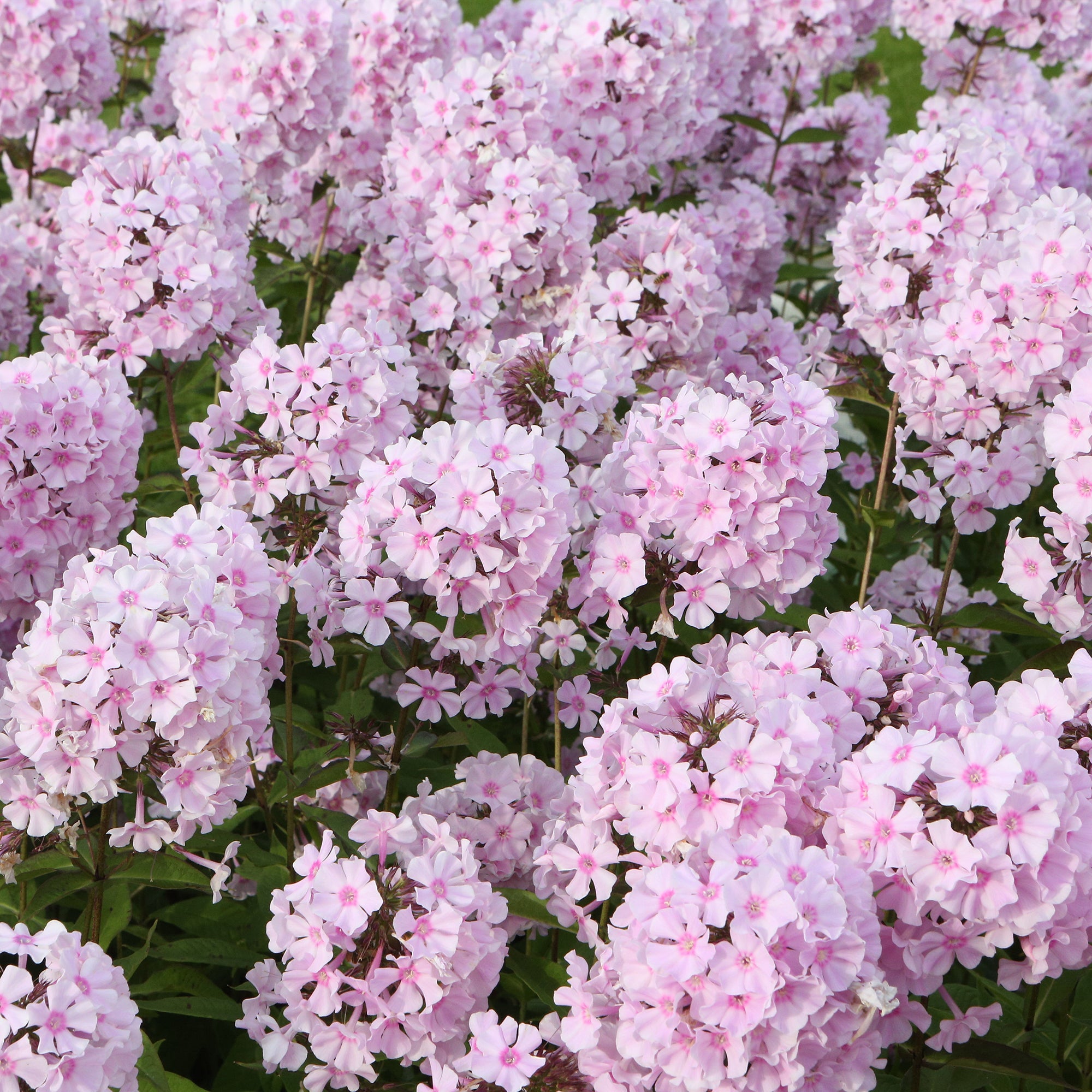 Bakker Phlox paniculé Rosa Pastel vivace pot 9cm fleur rose