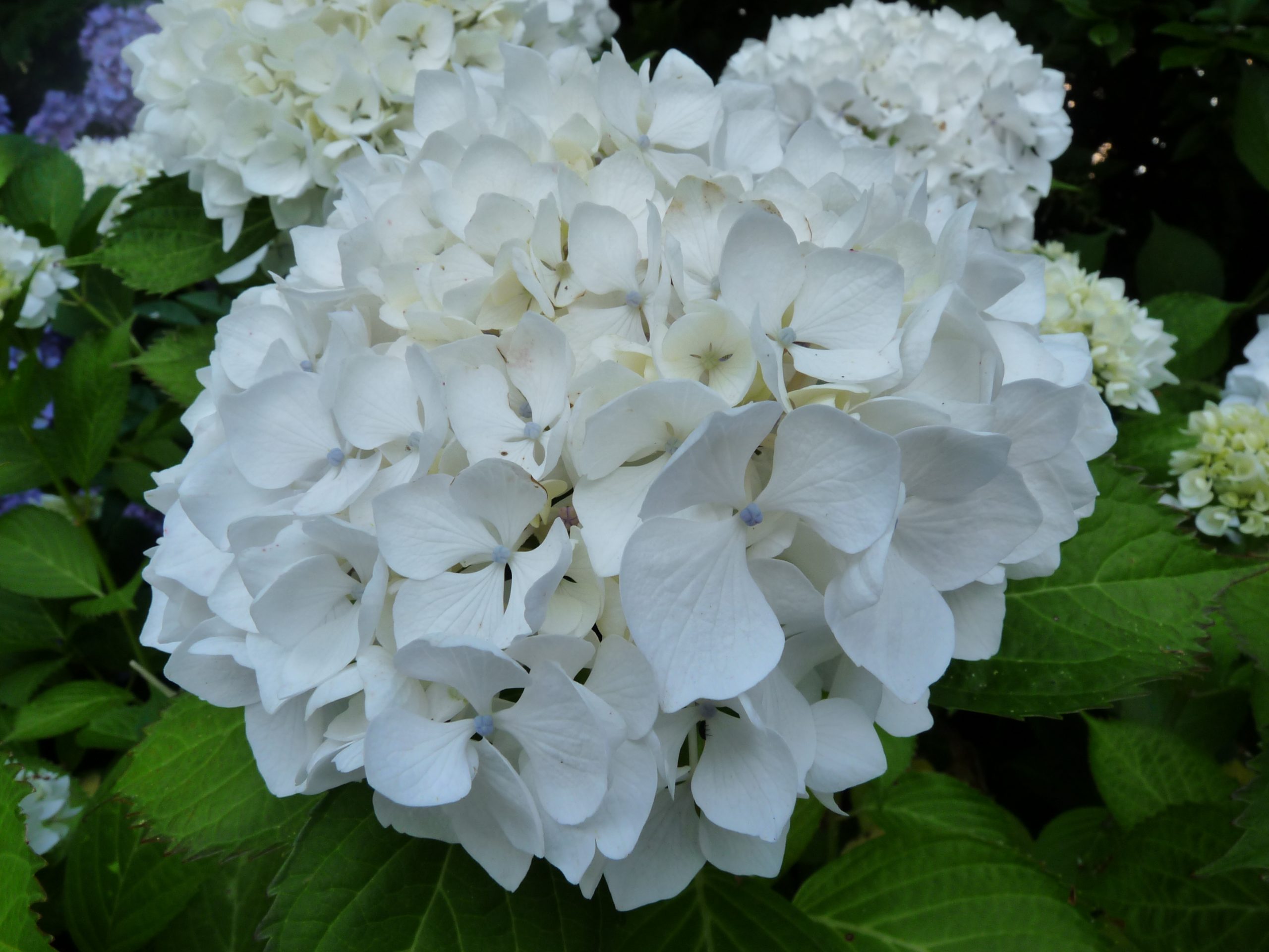 Les Hortensias du Haut Bois Pax hortensia macrophylla fleurs rondes godet