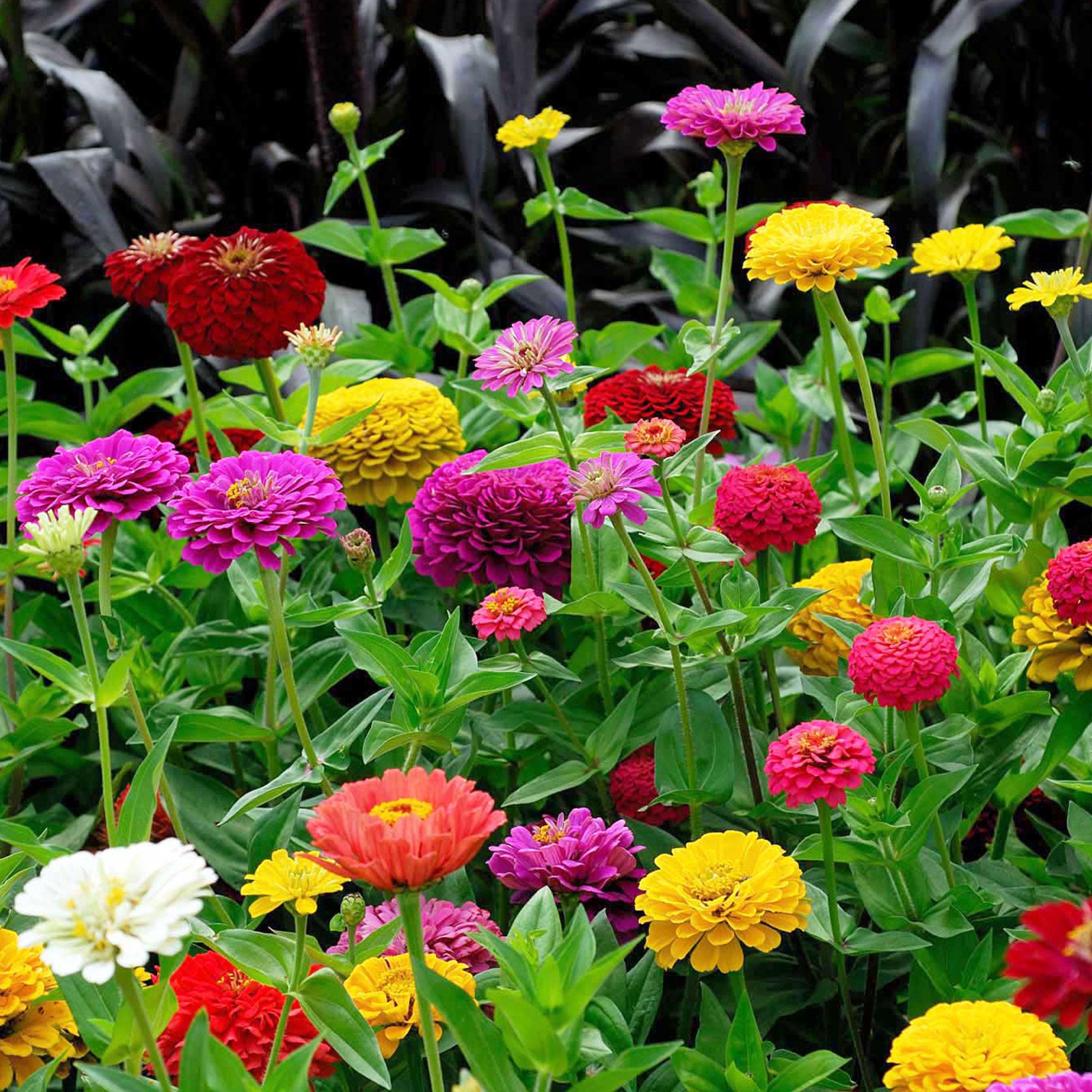 Bakker Zinnia dahlia mélange graines 1,5g fleurs