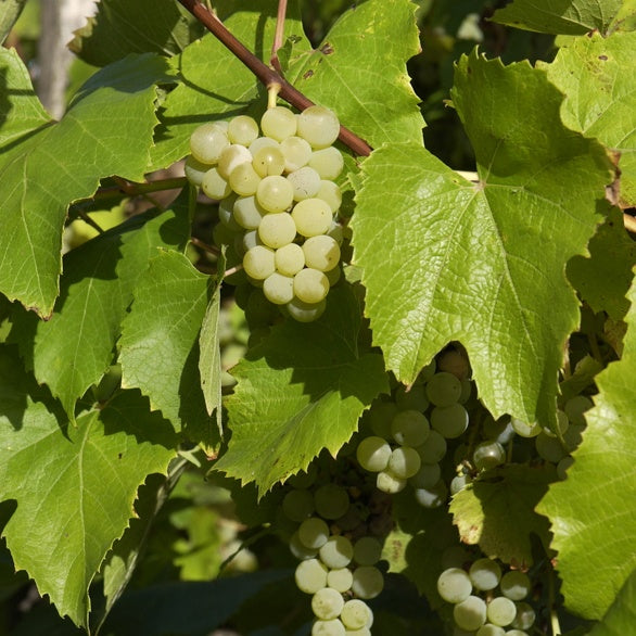 Bakker Vigne Bianca raisin blanc pot 2L 40-50cm