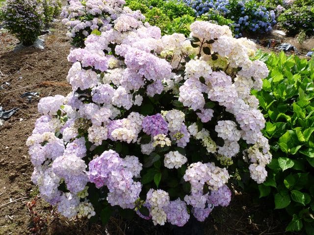 Les Hortensias du Haut Bois Preziosa hortensia serrata godet rose