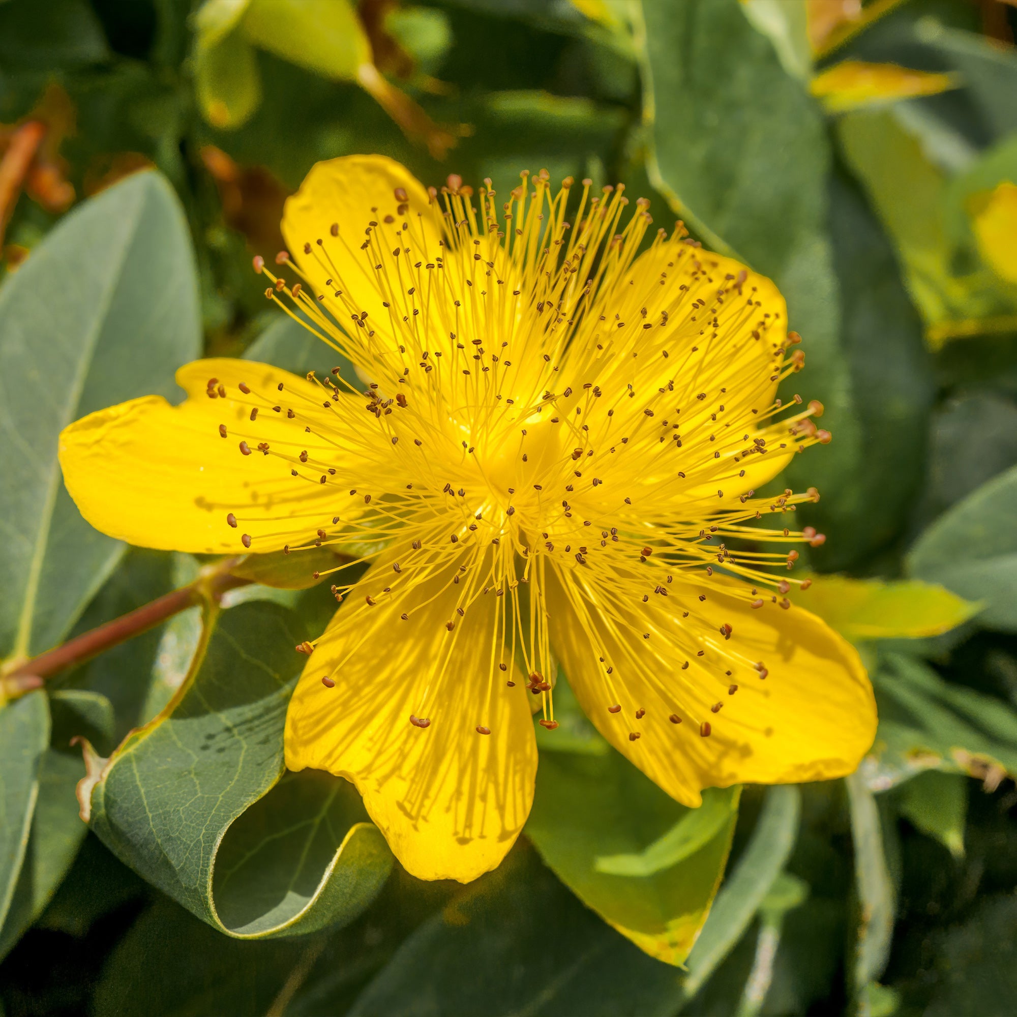 Bakker 5 Millepertuis vivace couvre-sol jaune Ø 9cm