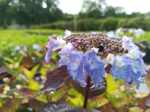 Les Hortensias du Haut Bois Cap Sizun hortensia serrata