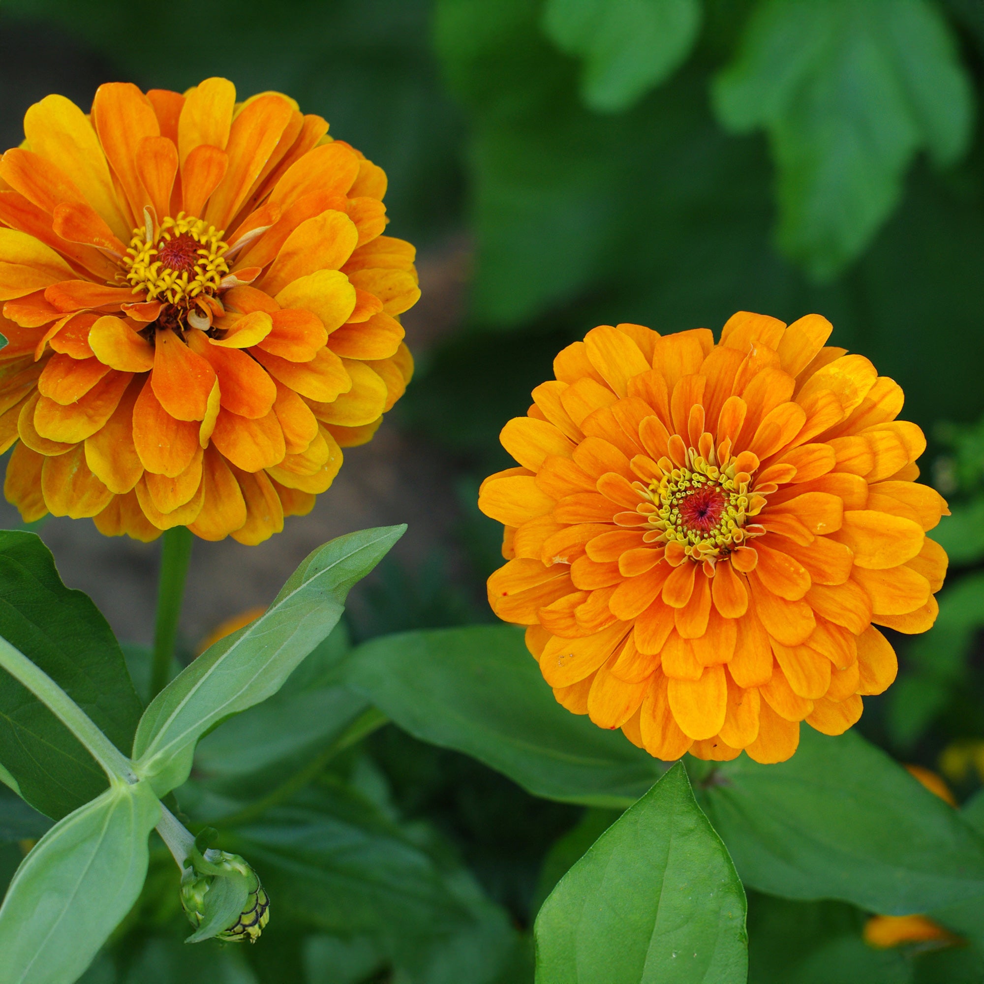 Bakker Zinnia orange fleur terrasse pot Ø 10,5cm annuelle