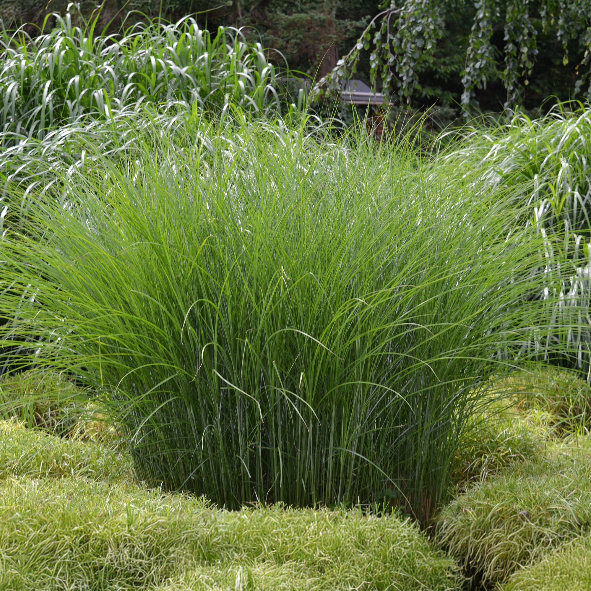 Bakker Gracillimus roseau de Chine graminée pot 9cm verte