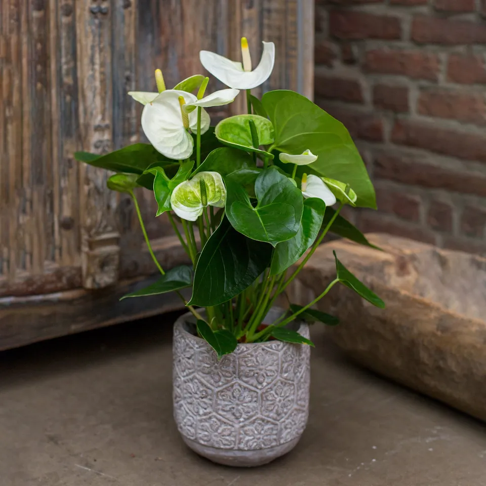 Bakker Anthurium White Champion plante d’intérieur blanc pot 12cm