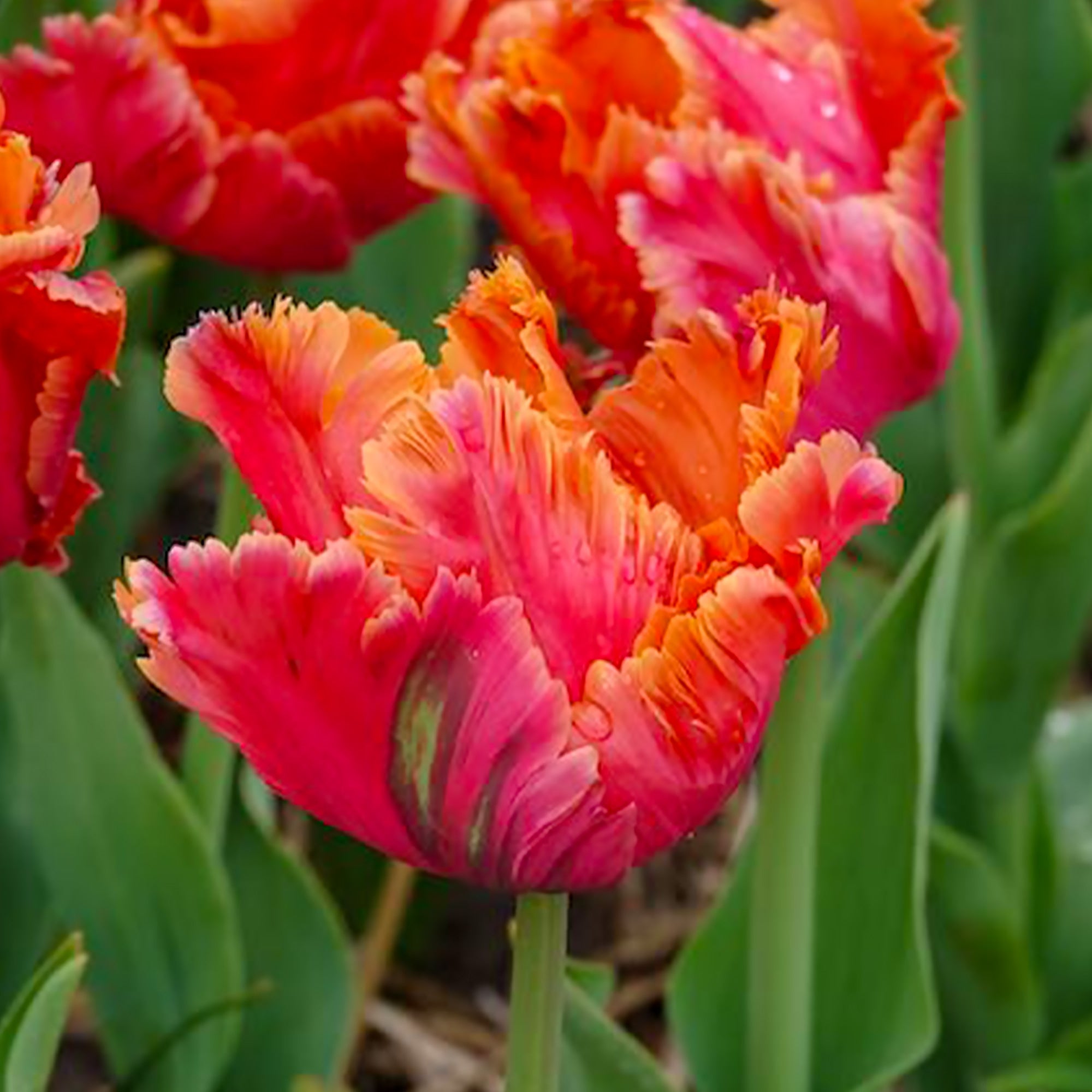Bakker Tulipes perroquet Amazing Parrot sachet 7 bulbes roses