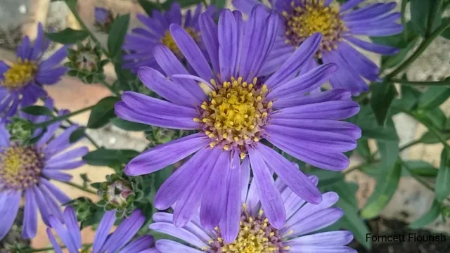 Passion Vivaces Aster amellus Forncett Flourish fleur godet