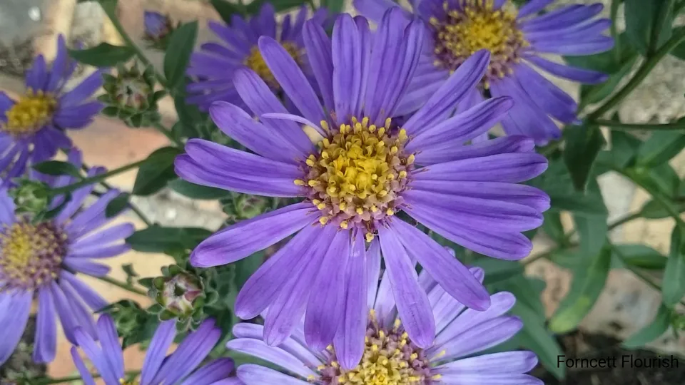 Passion Vivaces Aster amellus Forncett Flourish fleur godet