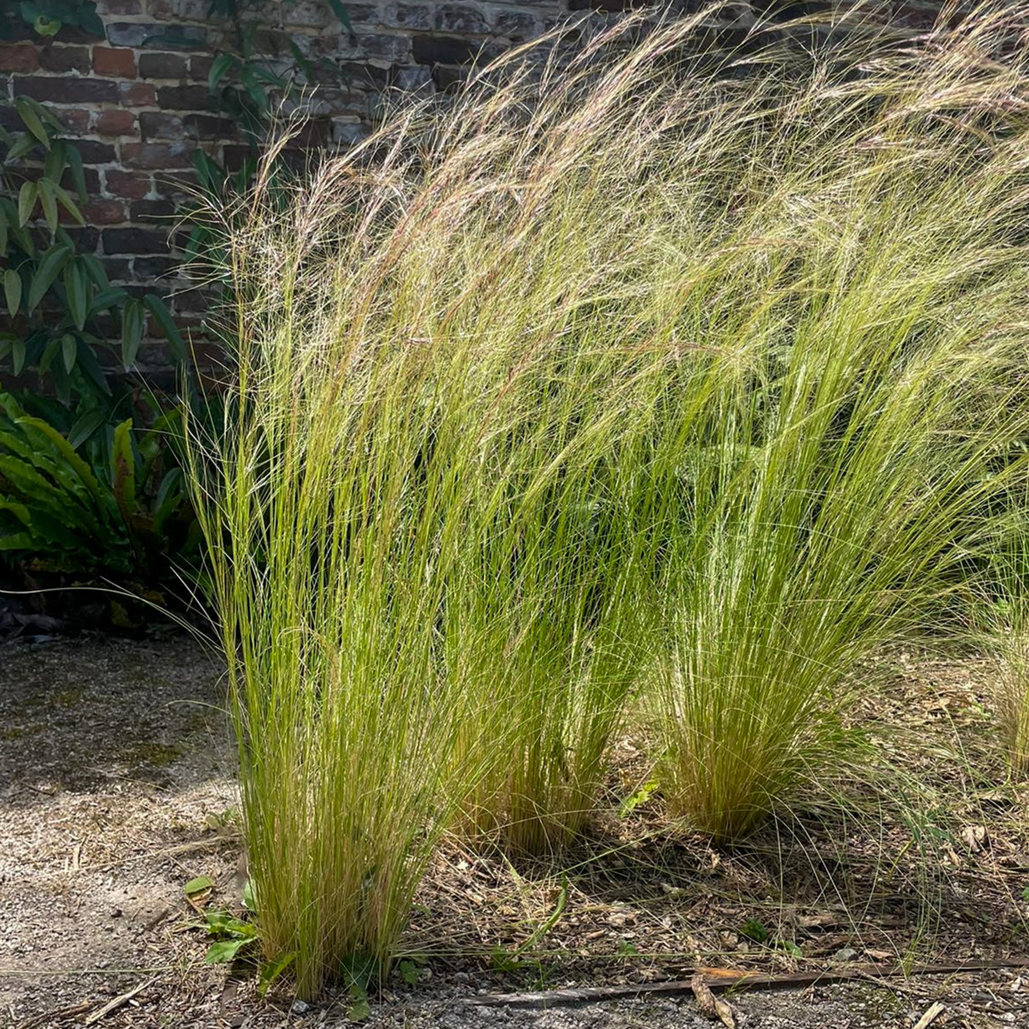 Bakker Cheveux d'Ange Stipa graminée pot Ø 9cm soleil