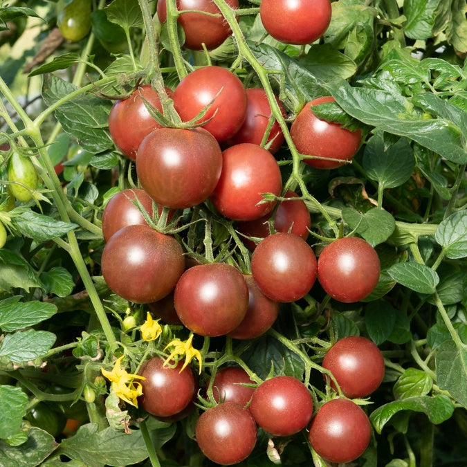 Bakker Potager et Graines Black Cherry plant tomate 3x Ø10,5cm