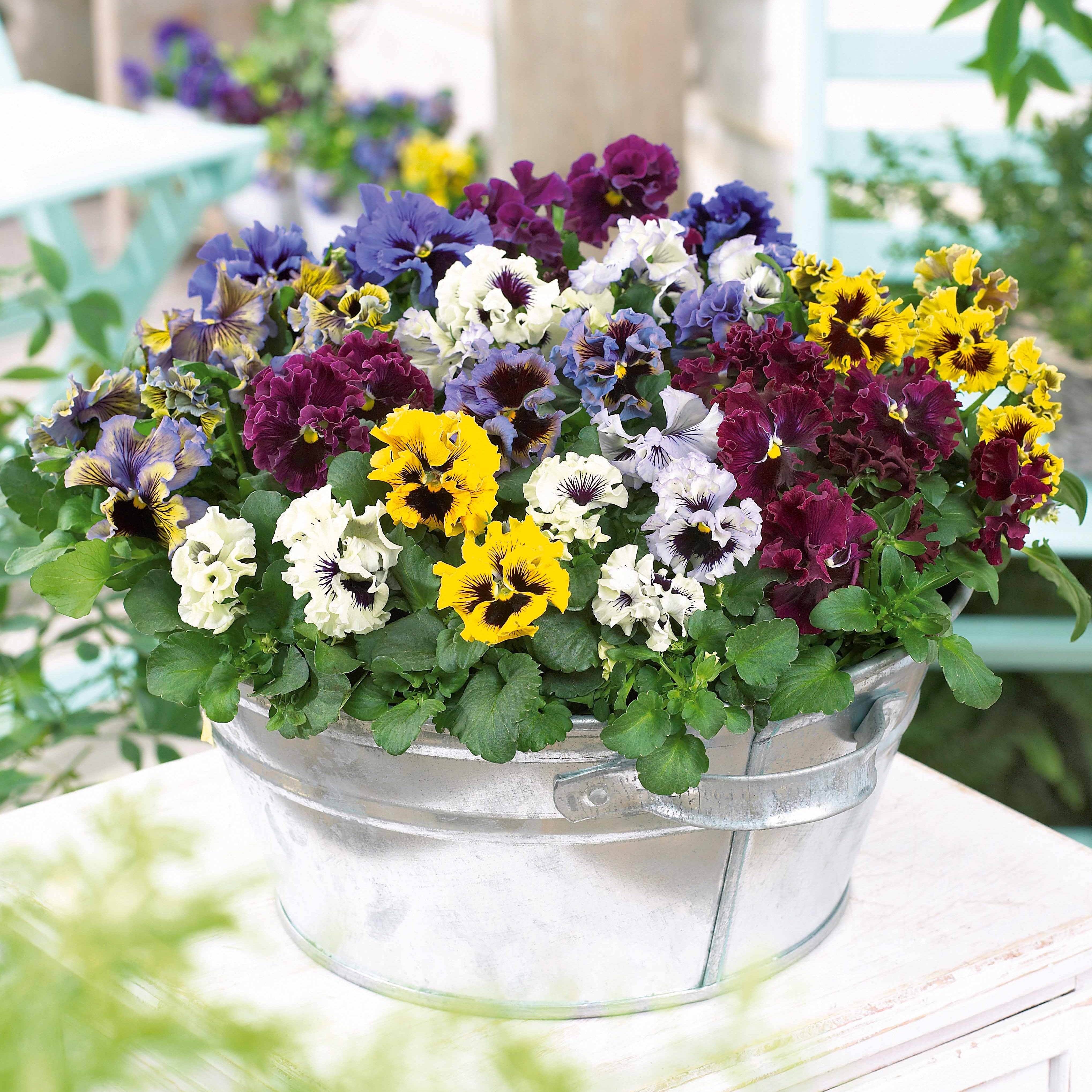 Bakker 2 Pensées frisées en mélange vivace 2 pots 9cm