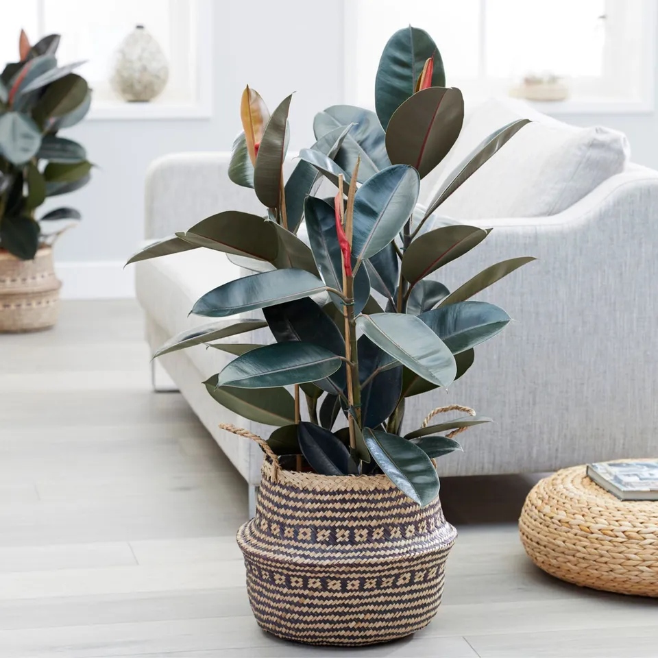 Bakker Ficus Abidjan plante verte pot Ø 17cm 60-80cm