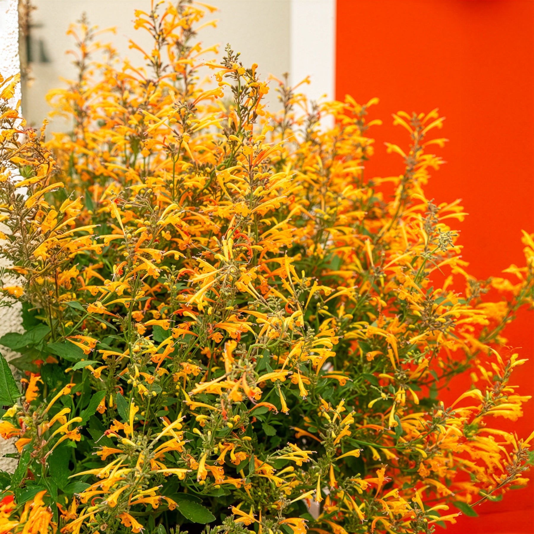 Bakker Agastache Kudos Mandarin vivace orange pot 9cm