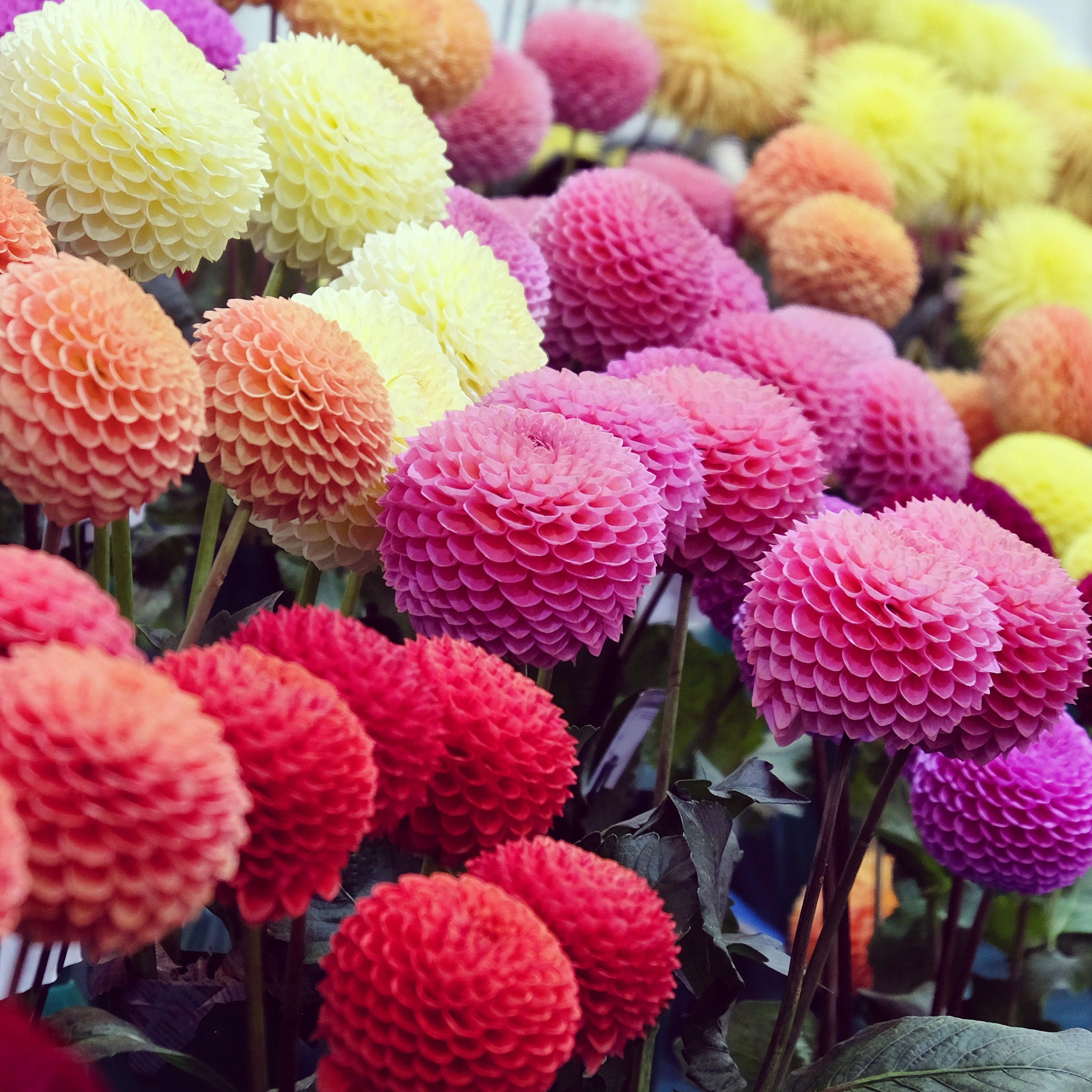 Bakker Dahlia pompon bulbe sachet 5 mélange couleur