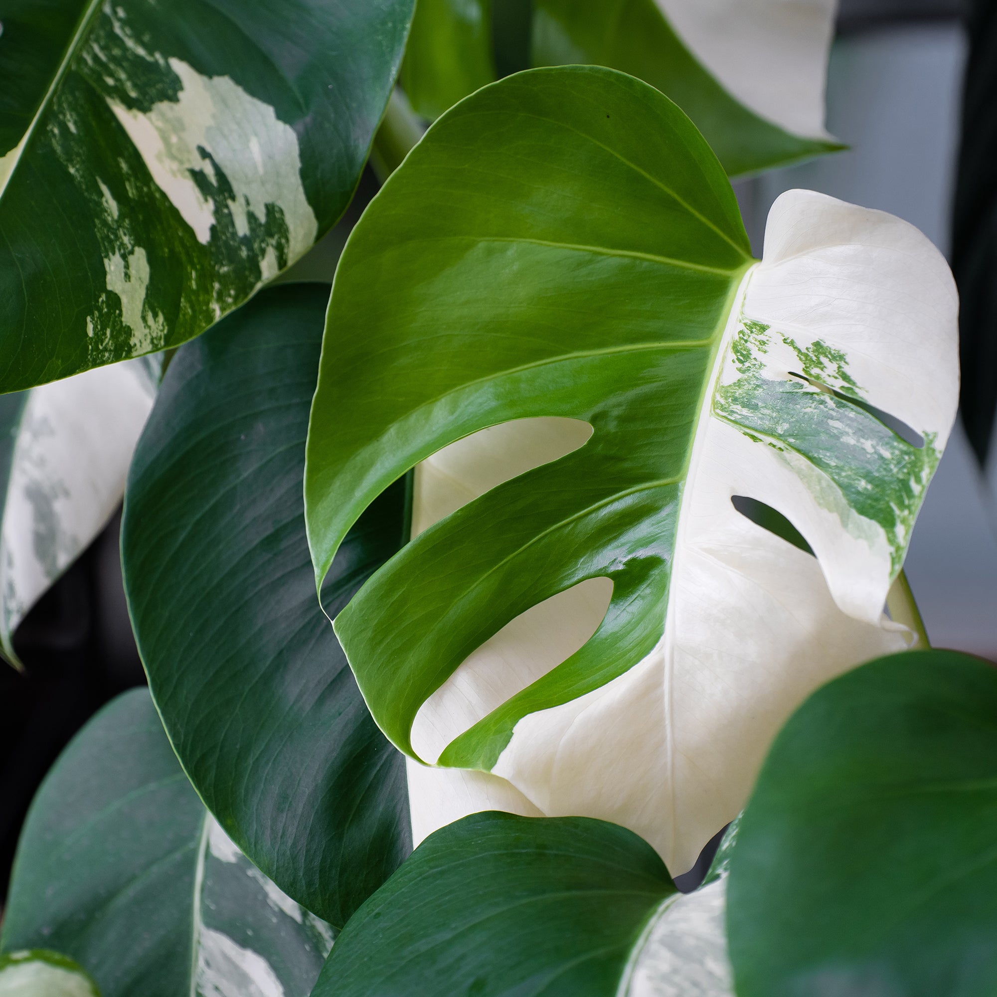 Bakker Plantes Monstera Deliciosa Variegata blanc pot 15cm