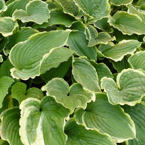 Bakker Hosta Spring Fling vivace pot 9cm panaché mi-ombre