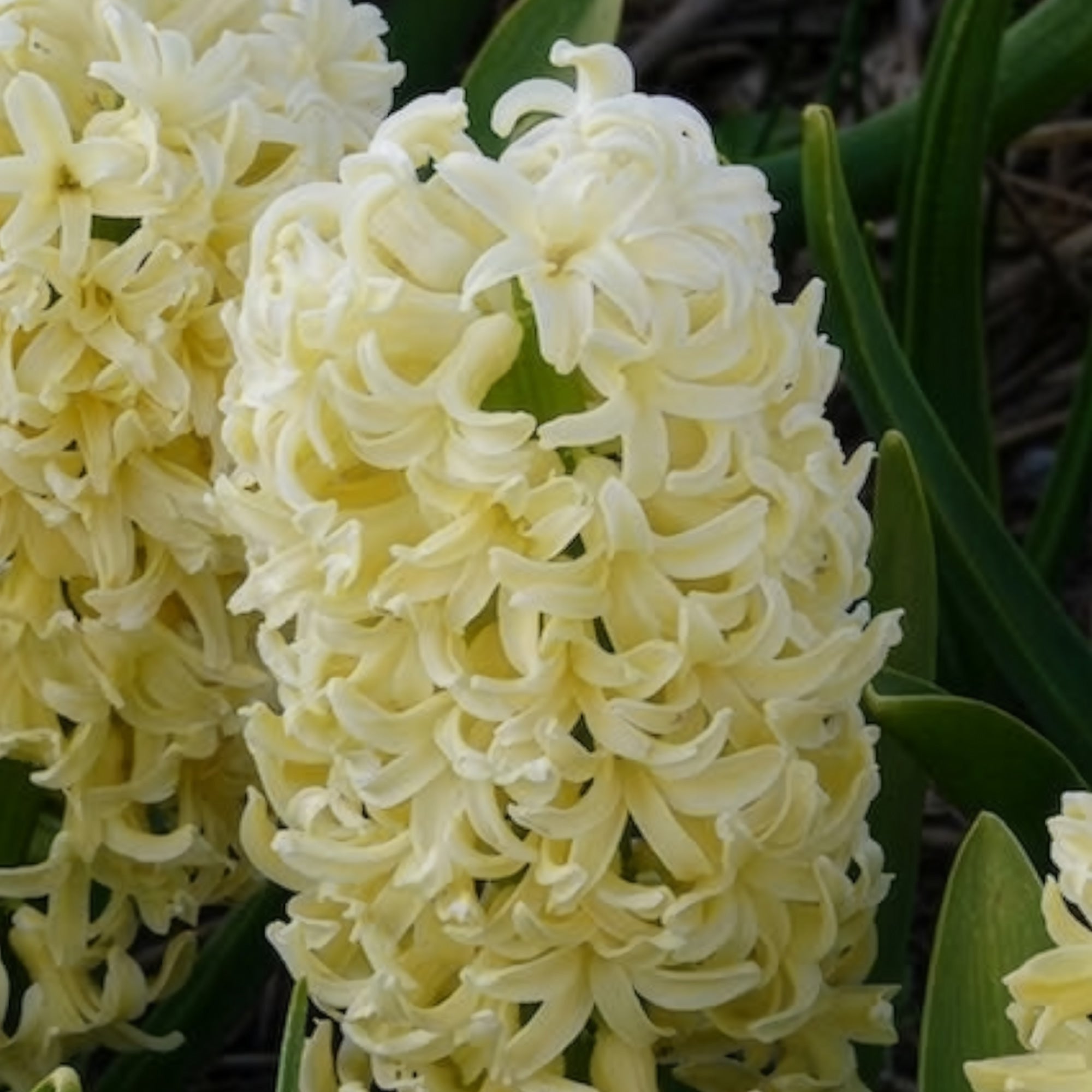 Bakker City of Haarlem jacinthe jaune sachet 6 bulbes
