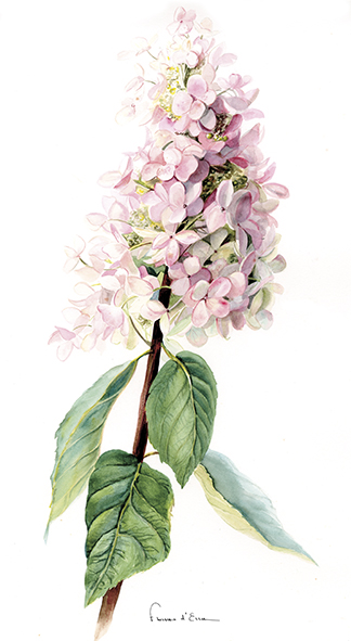 10 cartes postales botaniques A6 jardins fleurs