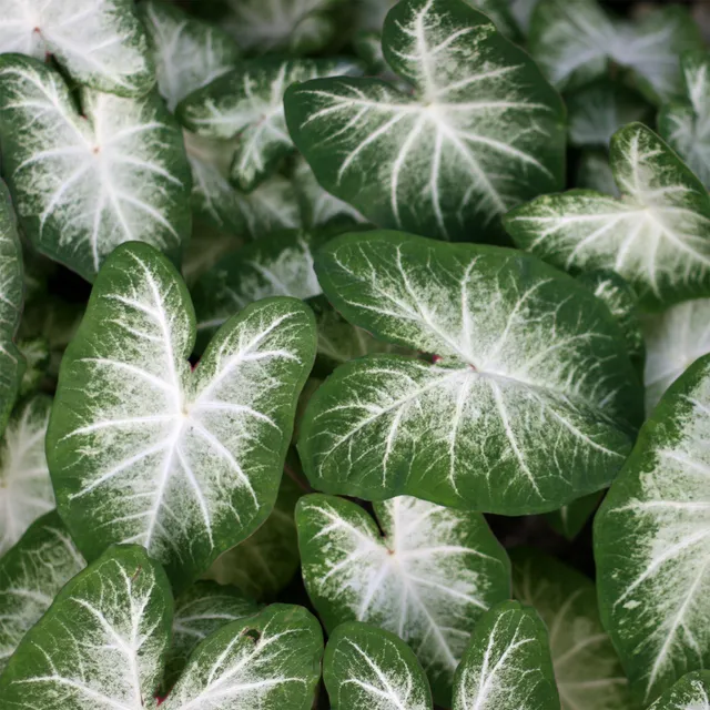 Bakker Caladium Aaron plante d'intérieur 1 bulbe blanc vert