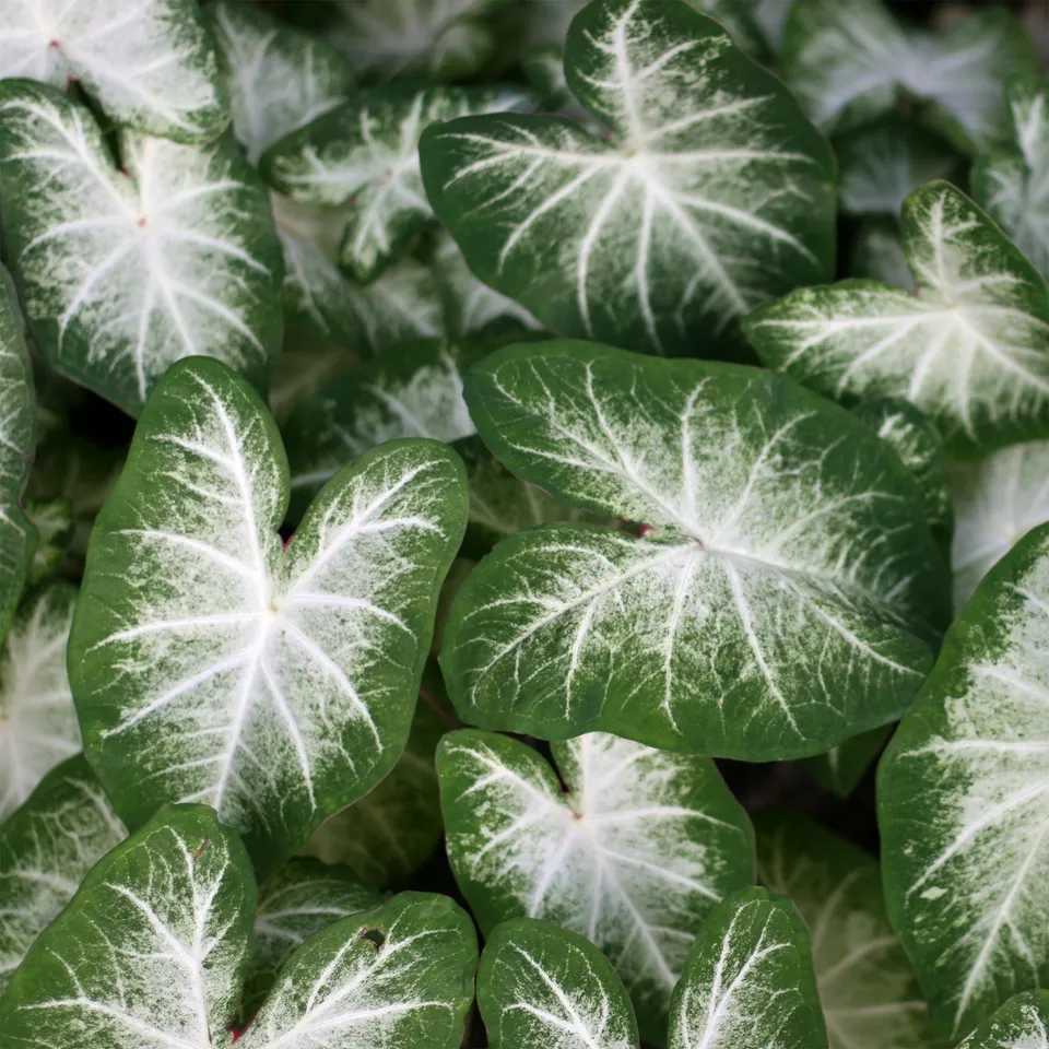 Bakker Caladium Aaron plante d'intérieur 1 bulbe blanc vert