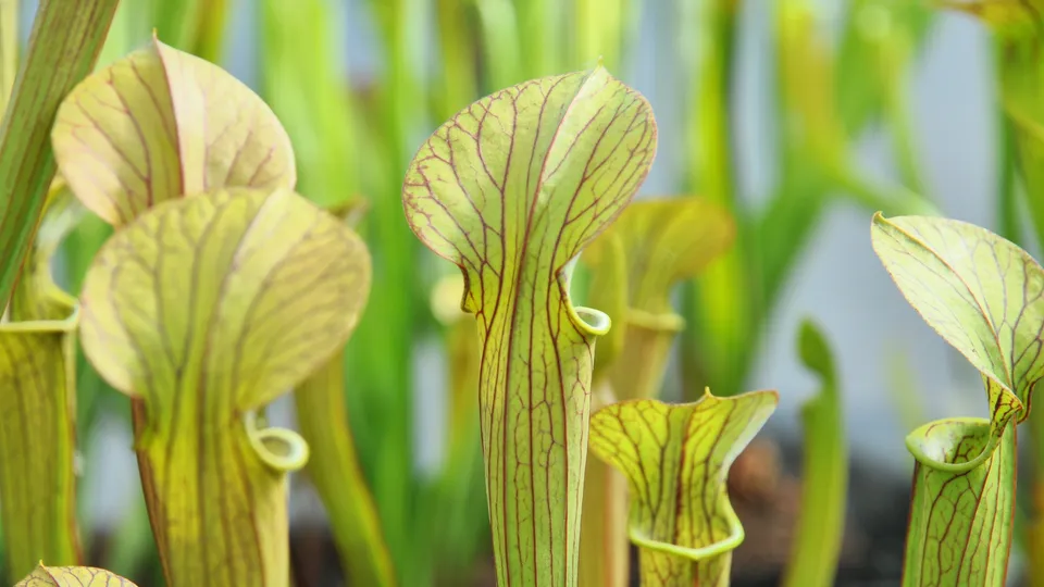 Carniflore Sarracenia popei plante carnivore 11cm veinée