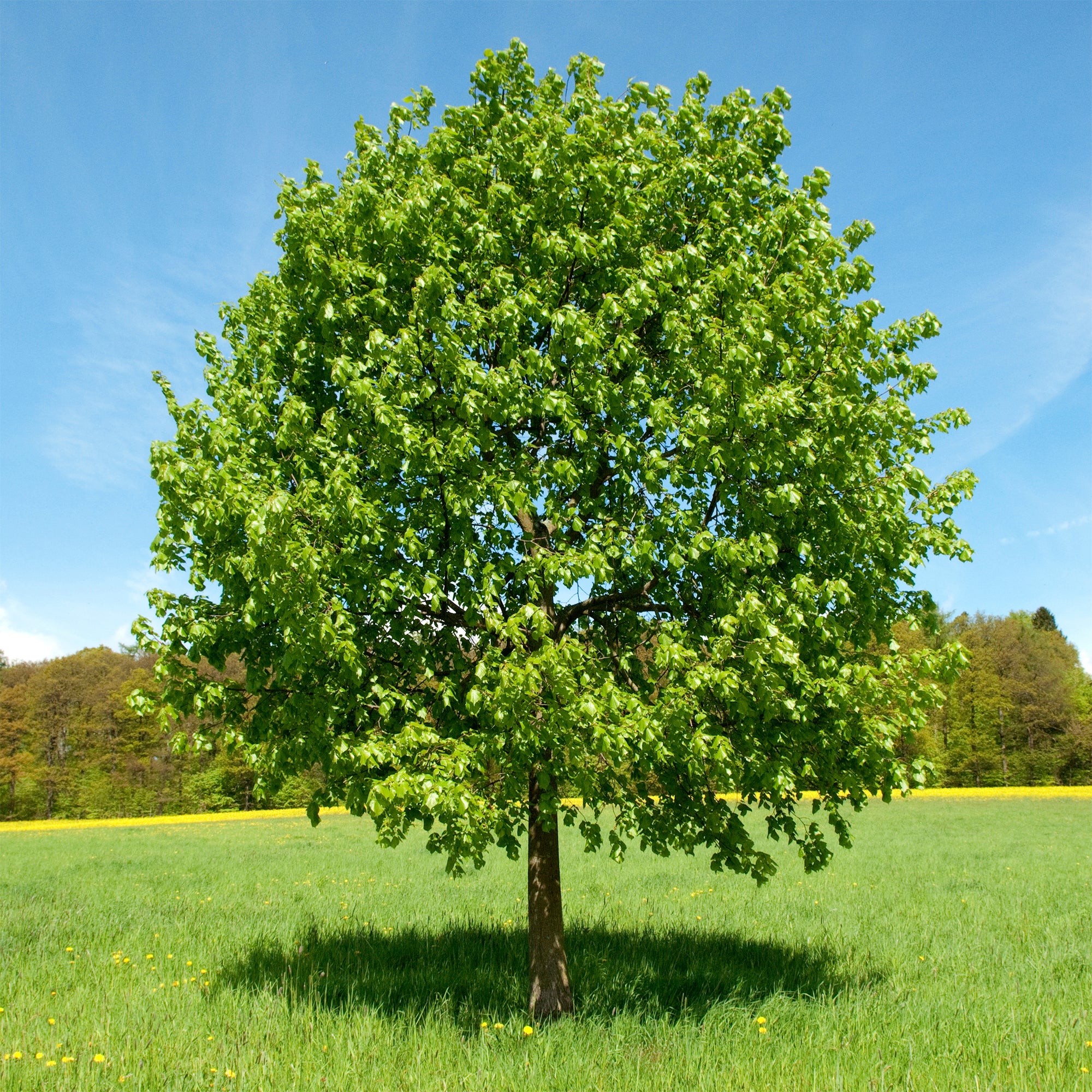 Bakker Tilleul à grandes feuilles arbre pot 2L 80-100cm