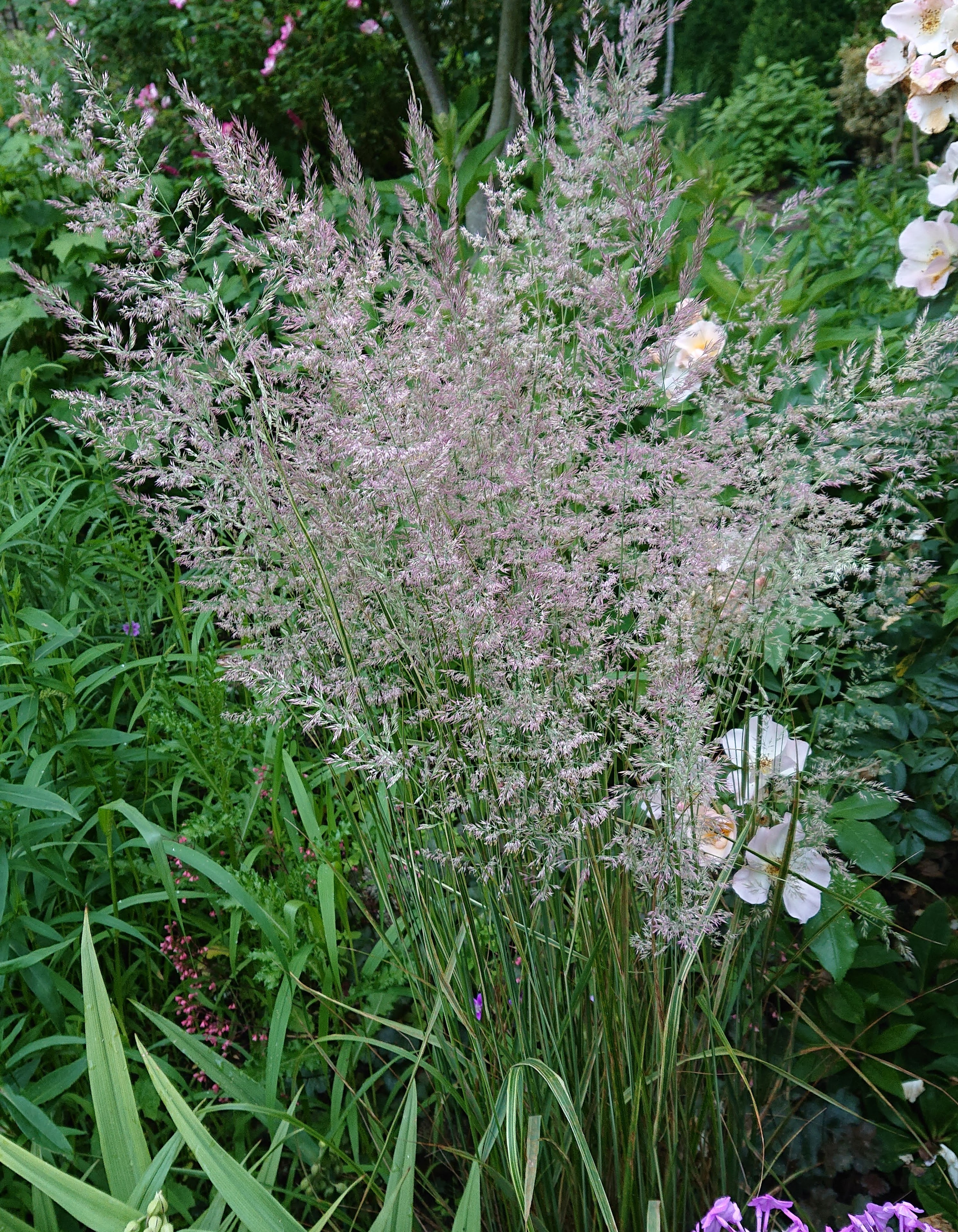Passion Vivaces Calamagrostis Overdam graminée godet panachée