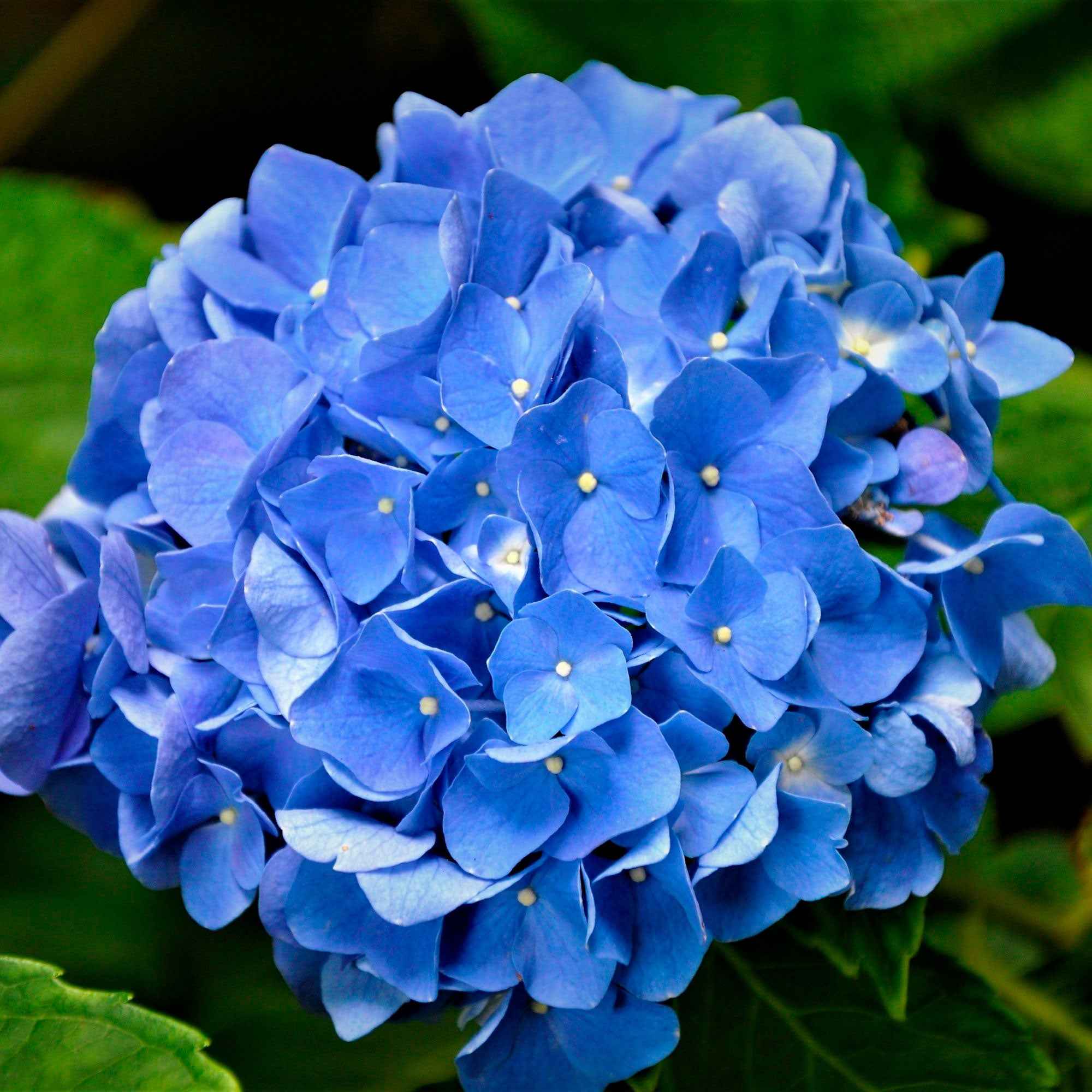 Bakker Hortensia bleu arbuste pot 1.3L 15-20cm