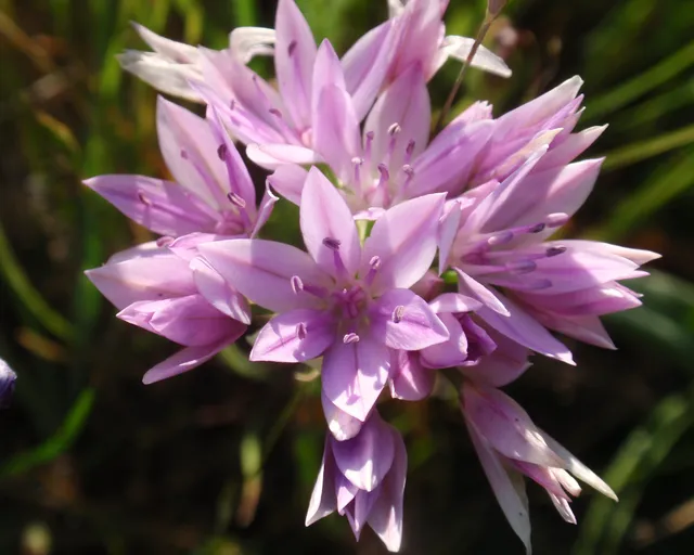 Passion Vivaces Allium Eros plante vivace ail rose robuste