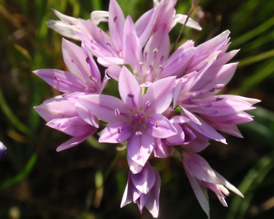 Passion Vivaces Allium Eros plante vivace ail rose robuste
