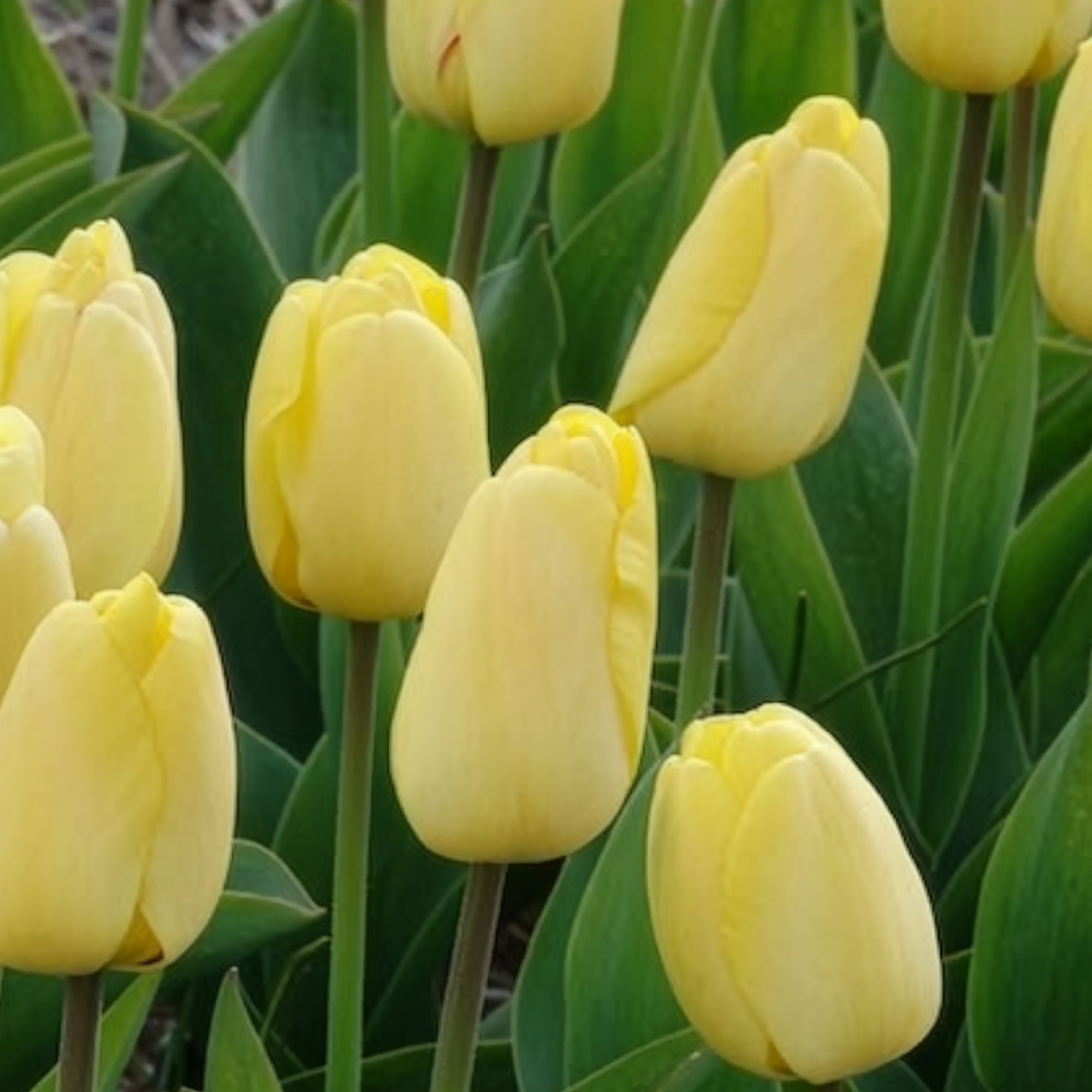 Bakker Bulbes à fleurs Tulipes Darwin Golden Parade bulbes 10 bulbes jaune