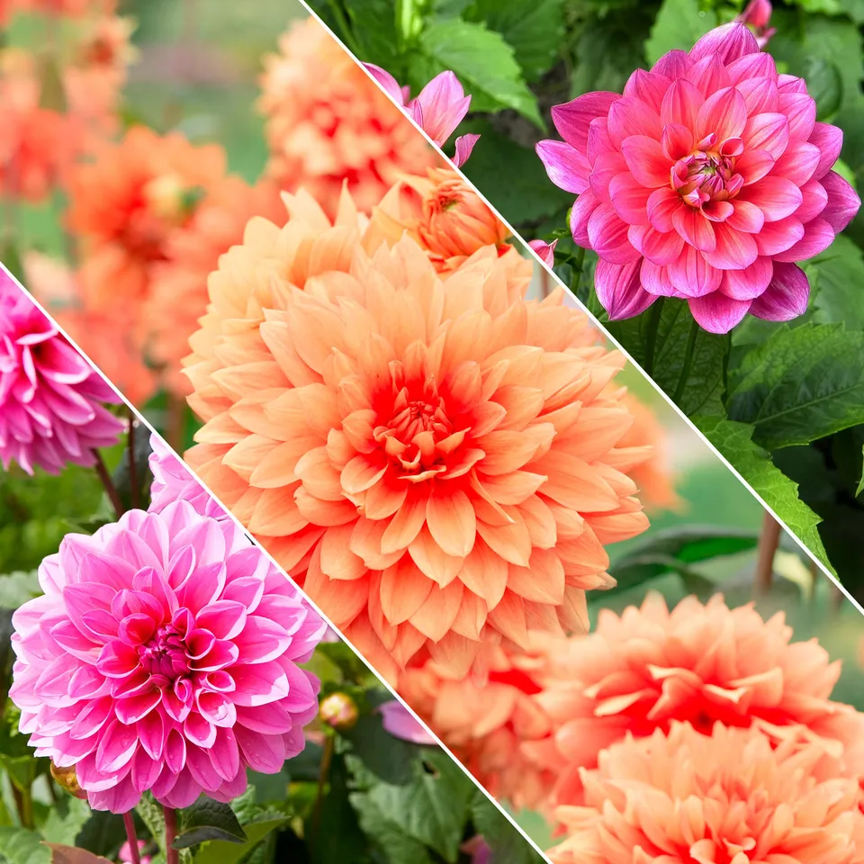 Bakker Bulbes à fleurs Dahlia nain décoratif mélange bulbes sachet 5