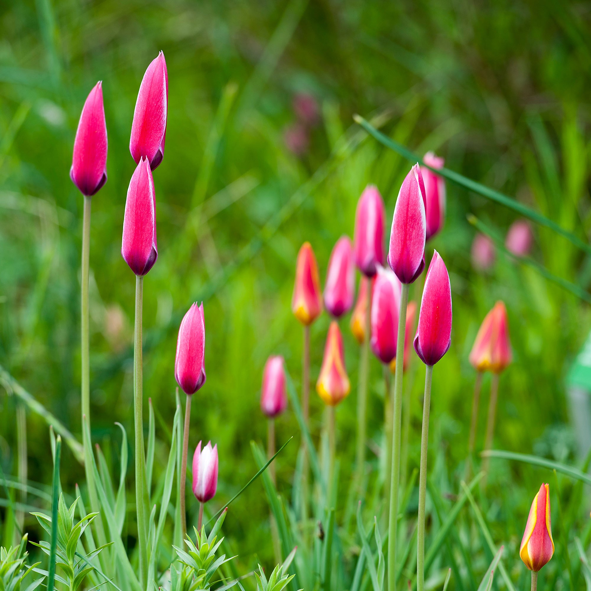 Bakker Peppermint Stick tulipe 12 bulbes rouge blanc