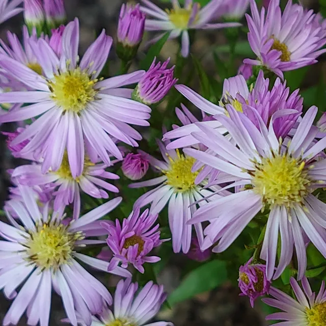 Passion Vivaces ASTER dumosus Jossigny vivace godet blanc rosé nain