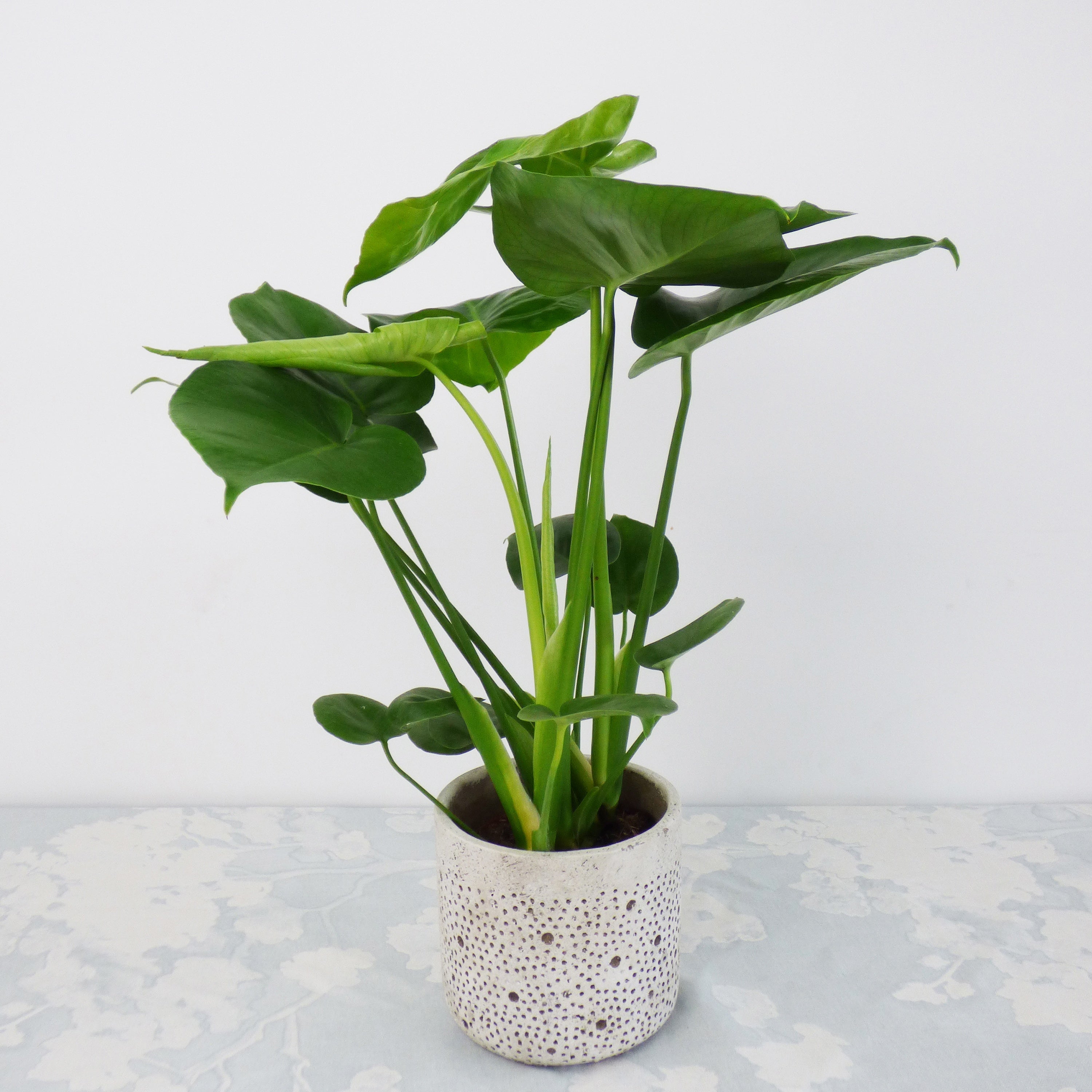 Bakker Collection 3 plantes vertes dépolluantes plante d'intérieur 3 pots