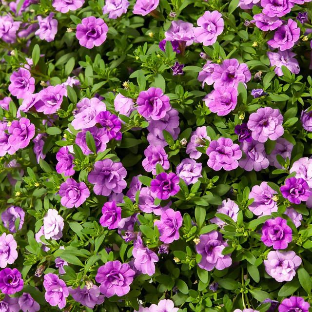 Bakker Amethyst mini-pétunia 3 pots Ø 10,5cm violet