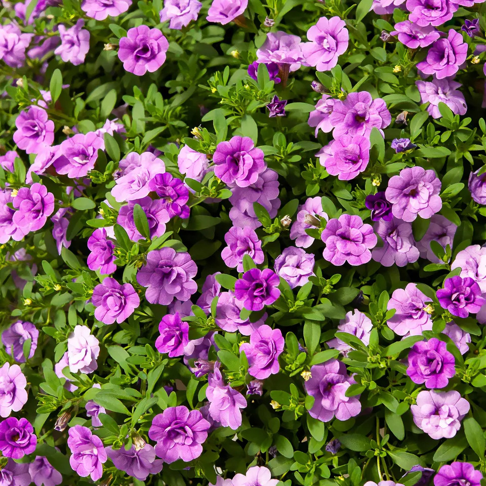 Bakker Amethyst mini-pétunia 3 pots Ø 10,5cm violet