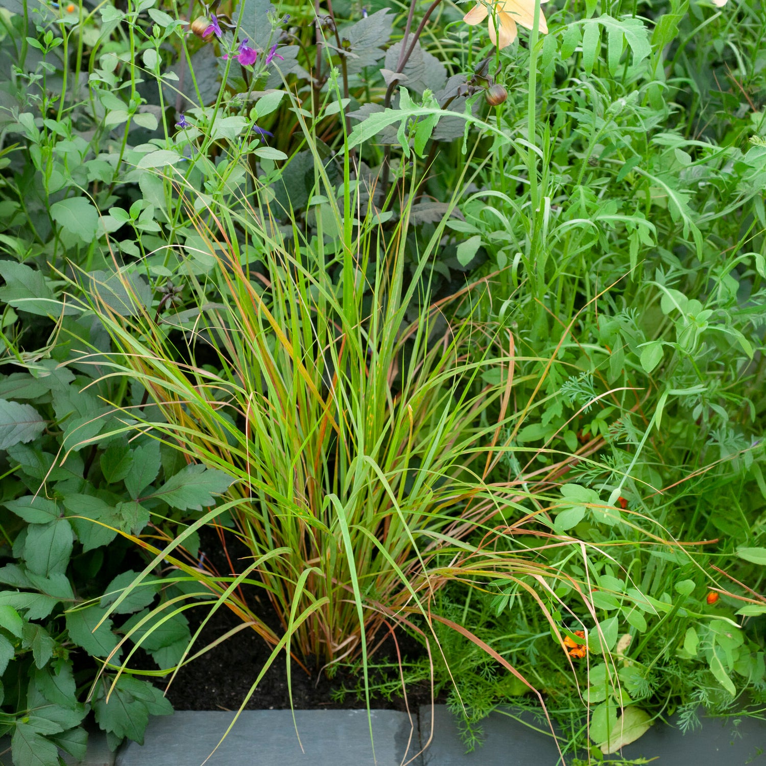 Bakker Stipa arundinacea graminée pot 8cm bronze