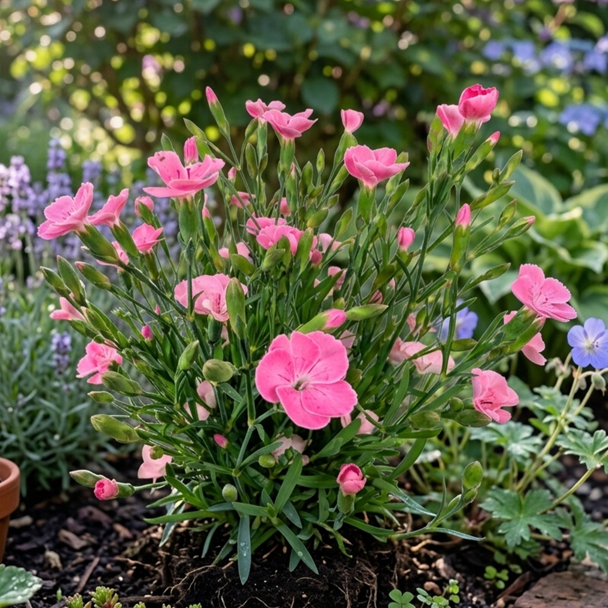 Bakker Terrasses Œillet Peach Party plante pot 10,5cm rose pêche