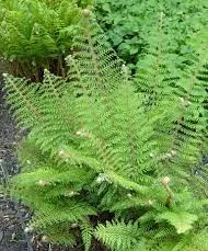 Passion Vivaces Polystichum Herrenhausen fougère pot persistante