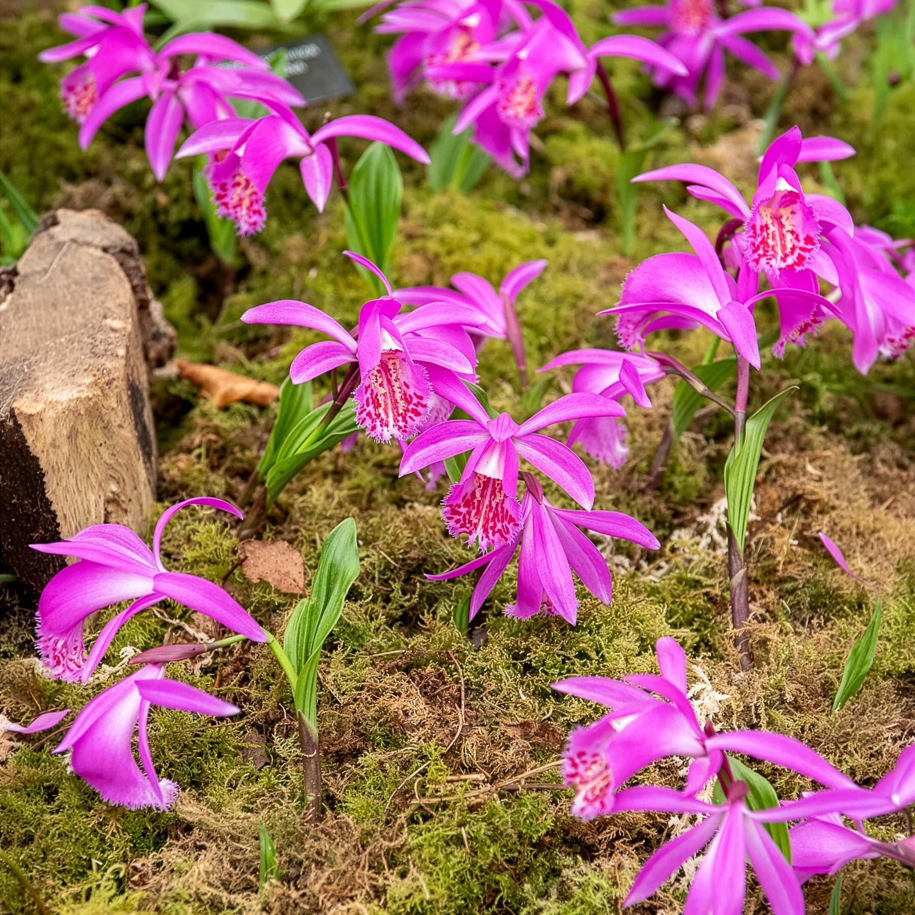 Bakker Bulbes Orchidée Pleione Tongariro rose 1 bulbe